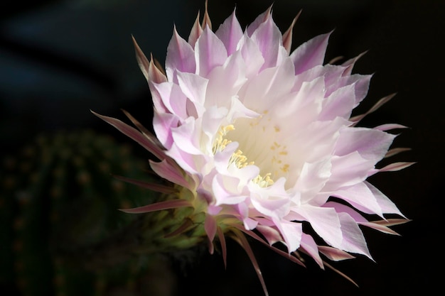 Flor de cactus Echinopsis