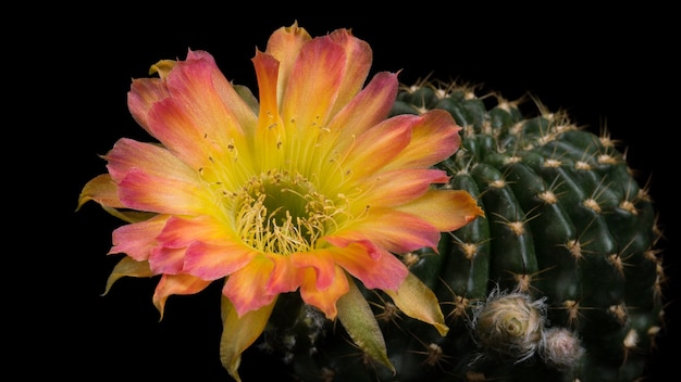 Flor de cactus flor Lobivia híbrido color