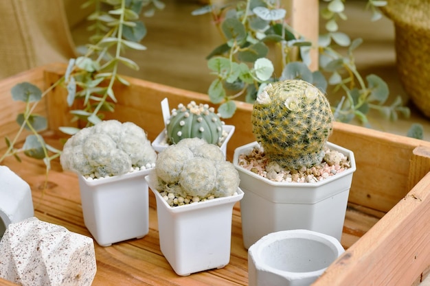 Flor de cactus en flor Mammillaria Schiedeana y Mammillaria plumosa Planta de postre Planta puntiaguda de espina verde y blanca Planta de interior para decoración del hogar