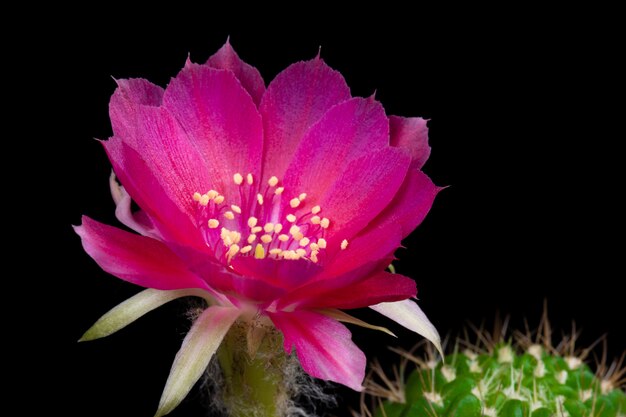 Flor Cactus Floración Lobivia Híbrido Color Rosa