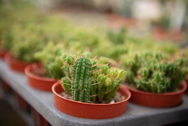 Flor de cactus en una granja cultivada.