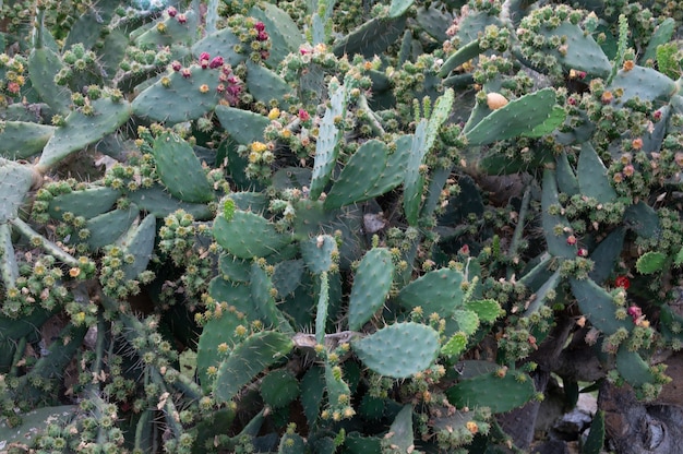 Flor de cactus en hoja de cactus. Foto de alta calidad