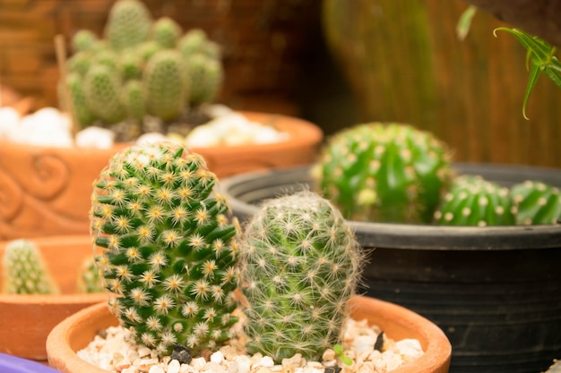 flor de cactus en la maceta