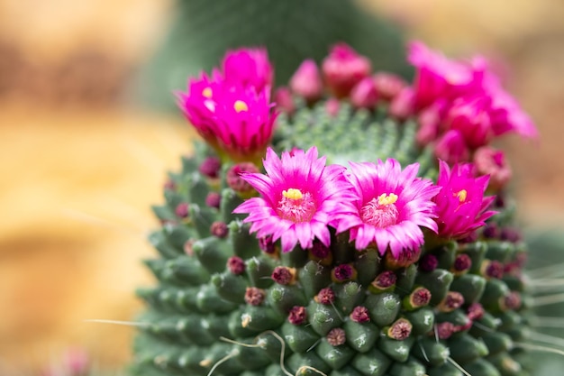 Flor de cactus rosa de cerca en el jardín