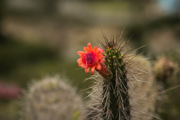 Foto flor de cactus