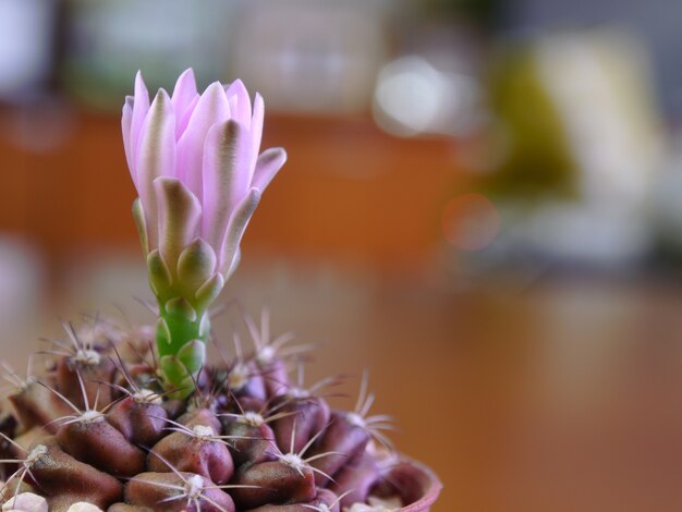 flor de cactus