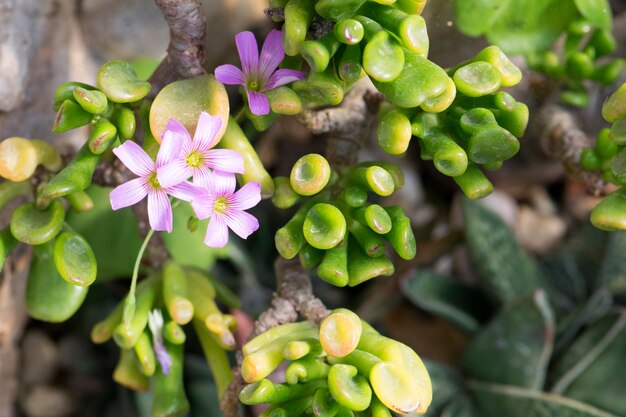 Flor de cactus