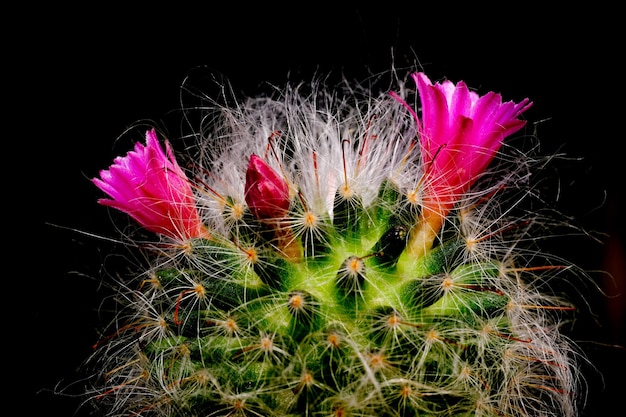 flor de cactus