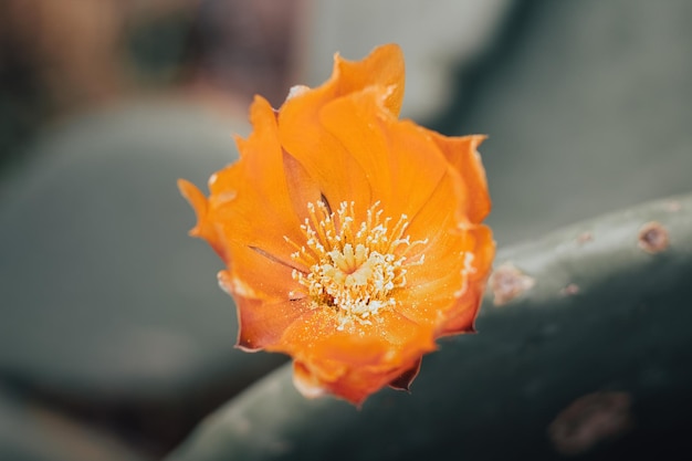 flor de cactus