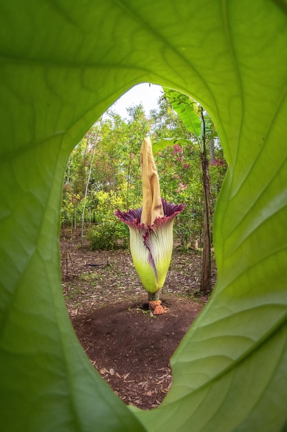 flor de cadáver o Amorphophallus titanum en el bosque