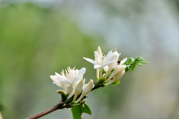 Flor de cafe hermosa