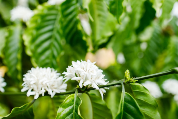 Flor de café que florece en el árbol