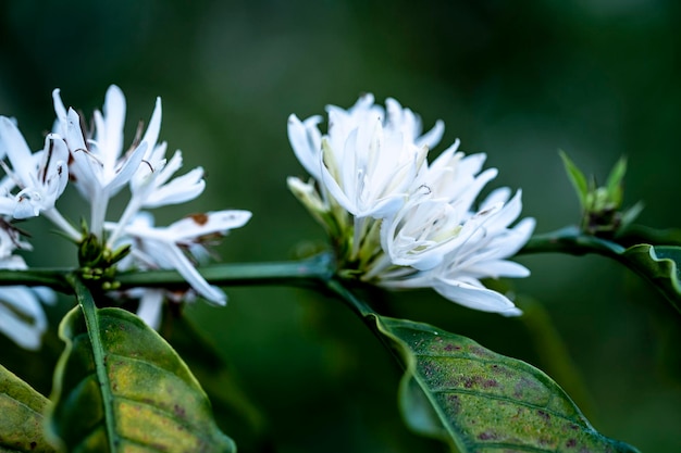 Flor de café