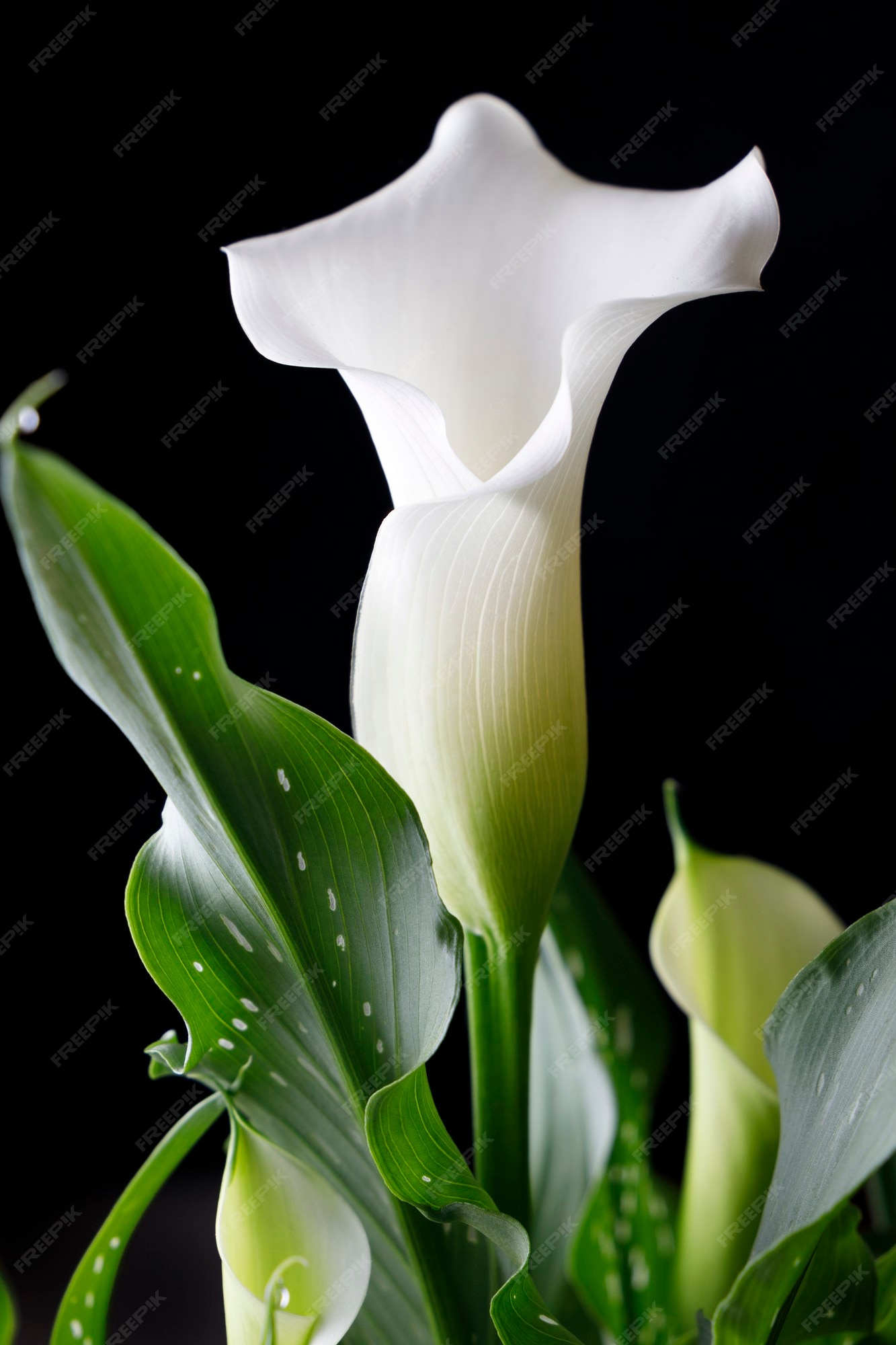 Flor de cala blanca con hojas verdes con fondo negro | Foto Premium