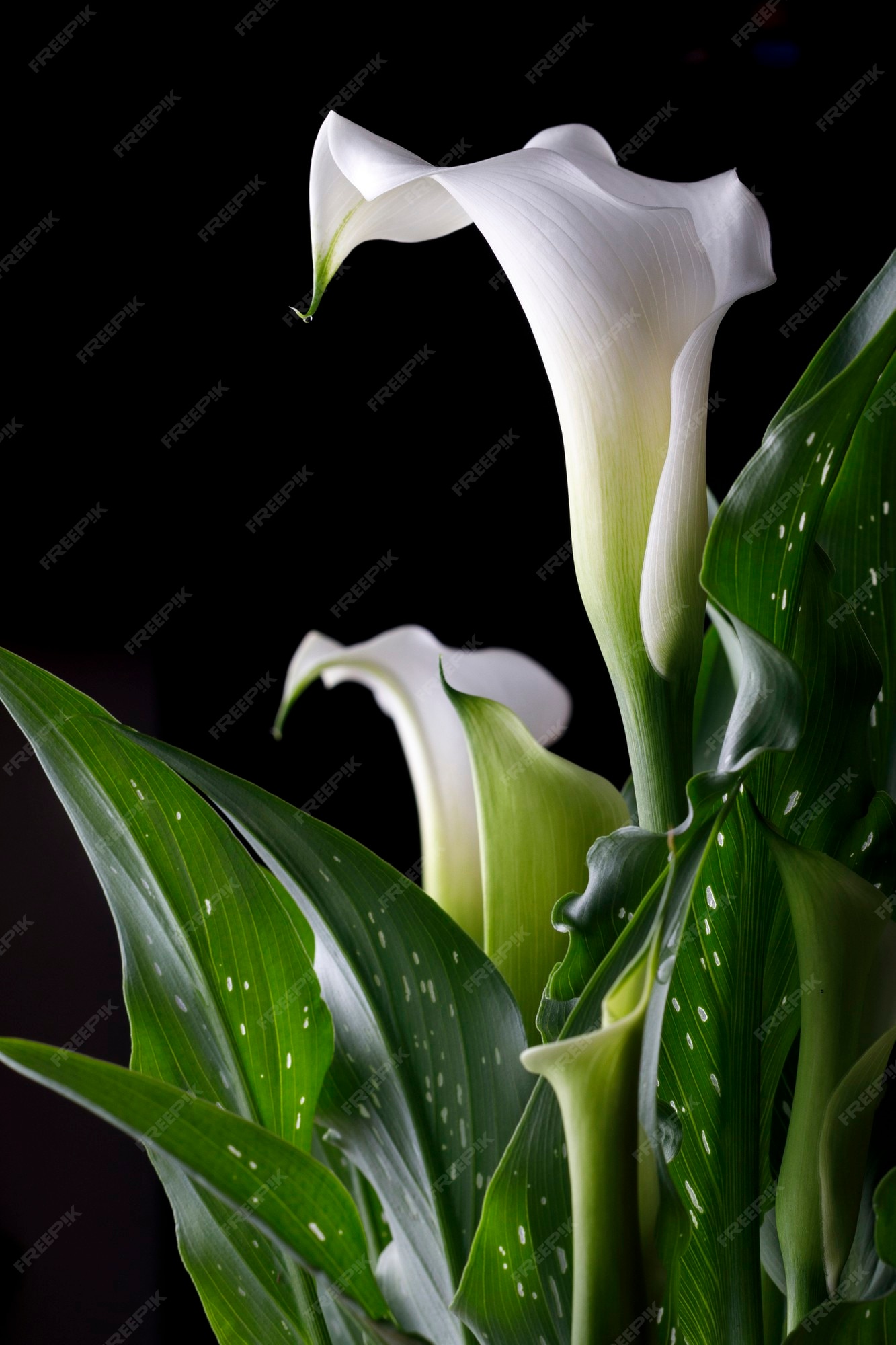 Flor de cala blanca con hojas verdes con fondo negro | Foto Premium