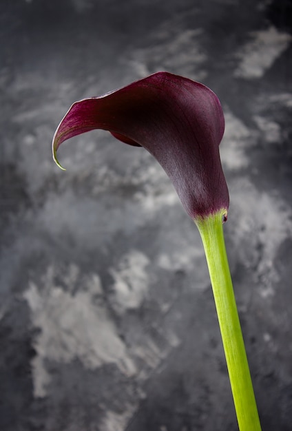 Flor de cala en una pared oscura