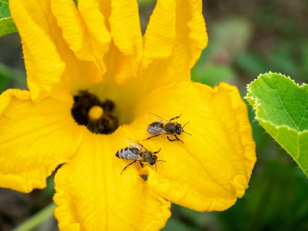 Flor de calabacín con abejas Polinización de flores Cultivo de calabacín en un huerto