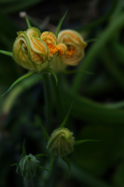 Flor de calabacín amarillo en un tallo entre hojas y hierba en el jardín