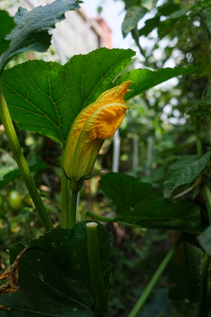Flor de calabacín amarillo en un tallo entre hojas y hierba en el jardín