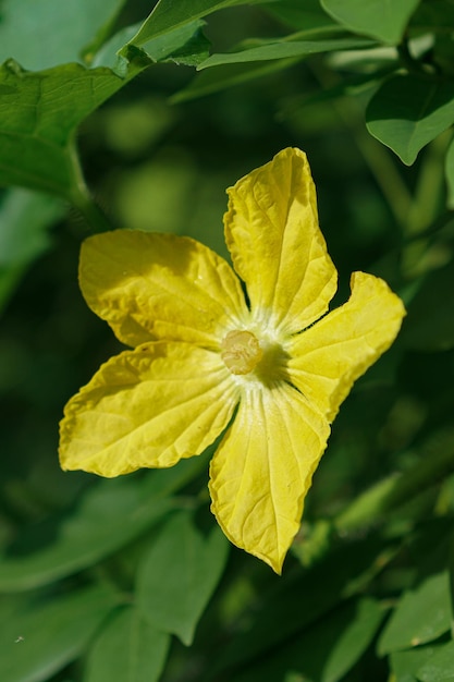 flor de calabaza amarilla en el jardín