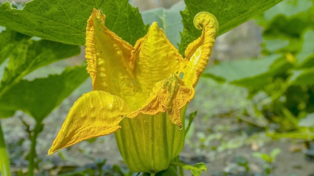 Flor de calabaza de primer plano Mira una flor de calabaza saludable en el árbol