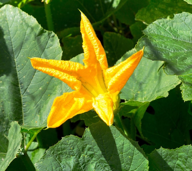 flor de calabaza