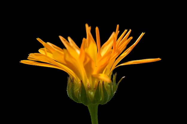 Foto flor de caléndula aislado