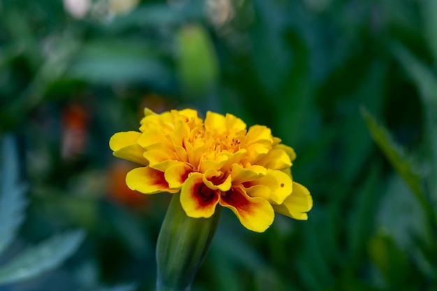 Flor de caléndula amarilla floreciente sobre un fondo verde en una fotografía macro de un día soleado de verano