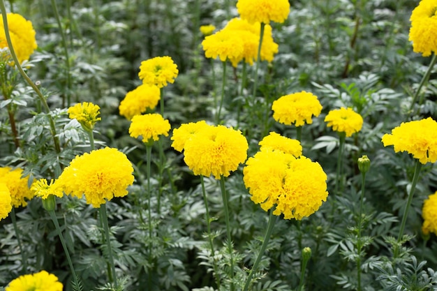 Flor de caléndula amarilla en jardín