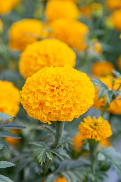 Foto flor de caléndula amarilla