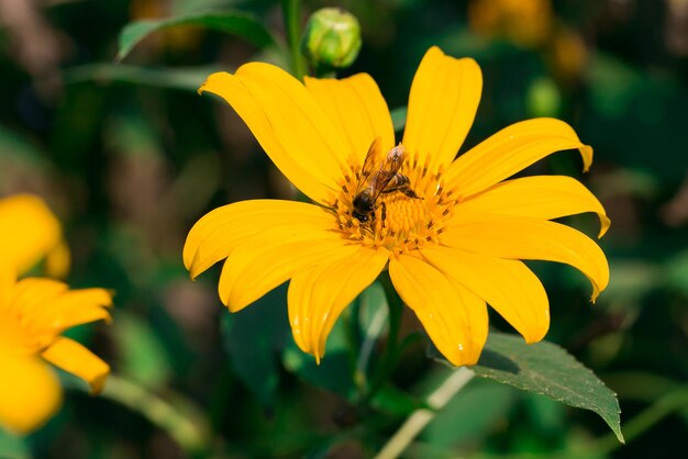 Foto la flor de la caléndula del árbol