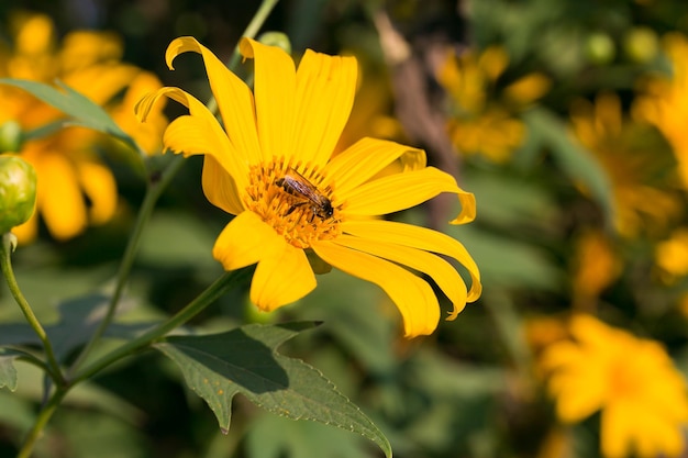 La flor de la caléndula del árbol