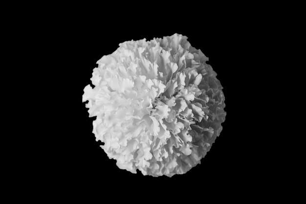 Flor de caléndula blanca con fondo negro