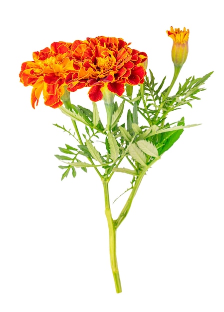 Flor de caléndula cultivada de color rojo y naranja vibrante con hojas verdes y tallo aislado en blanco