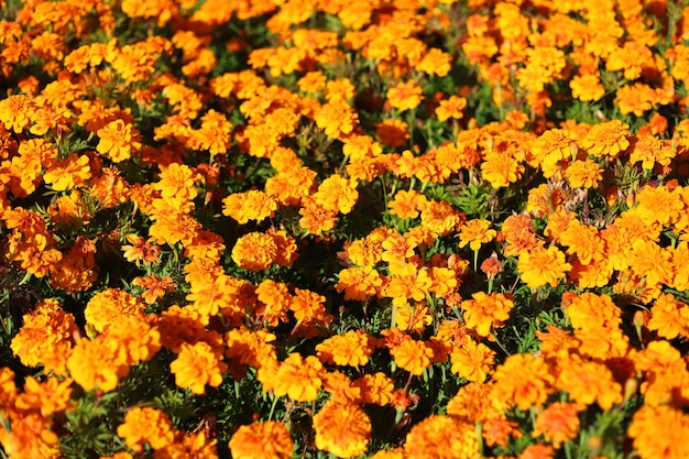 la flor de la caléndula florece en el jardín el fondo de la flor de la caléndula naranja