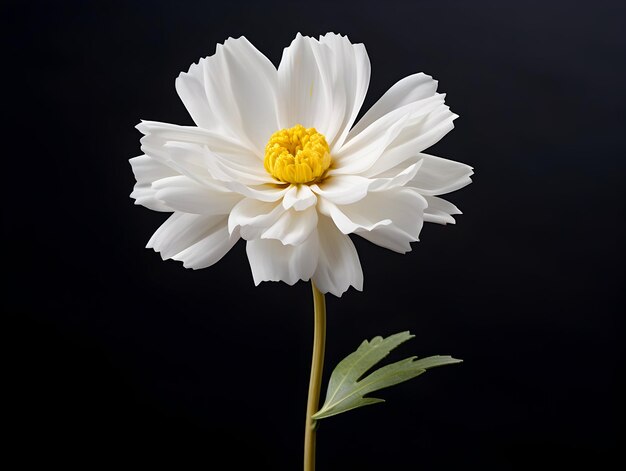 La flor de caléndula en el fondo del estudio la flor de calándula simple las hermosas imágenes de flores