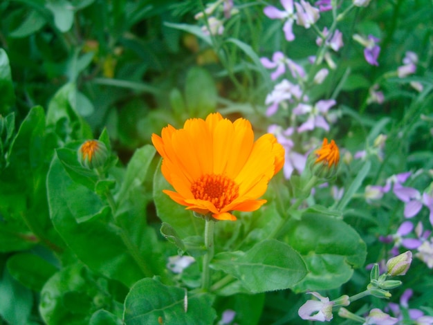 flor de caléndula en foto de follaje verde