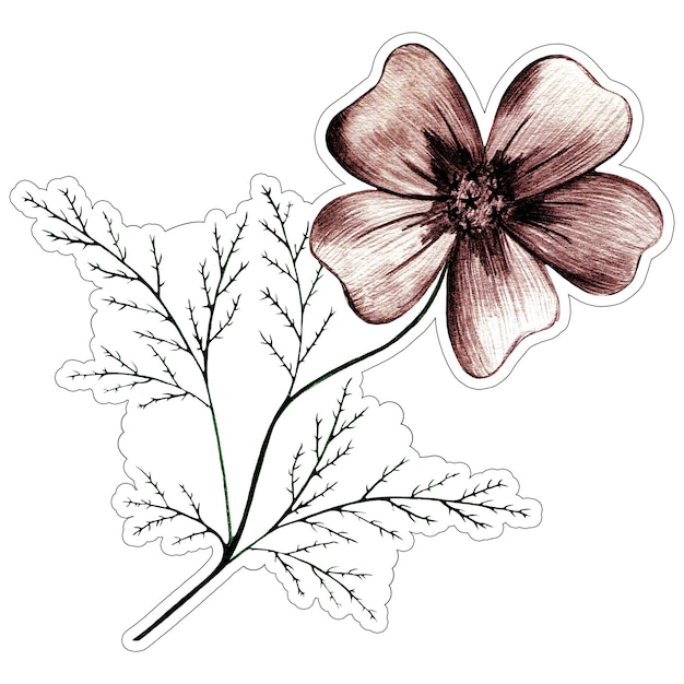 Foto flor de caléndula con hojas ilustración de etiqueta dibujada a mano etiqueta floral colorida aislada