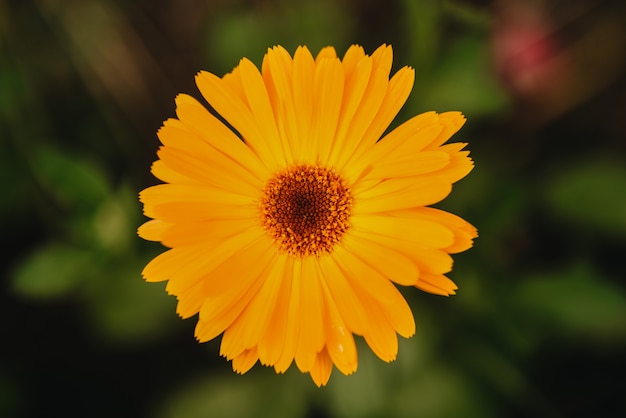 Flor de caléndula en el jardín