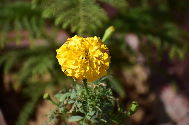 Flor de caléndula en el jardín