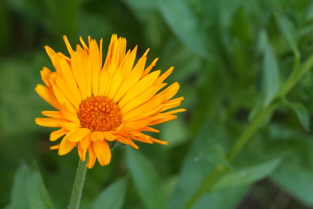 Flor de caléndula en la luz del sol. Caléndula floreciente en verano con fondo natural verde borroso. Poca profundidad de campo.