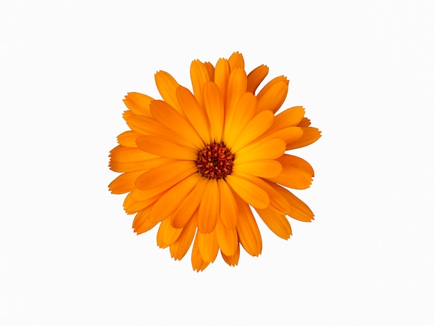 La flor de caléndula naranja se aísla en un fondo blanco.
