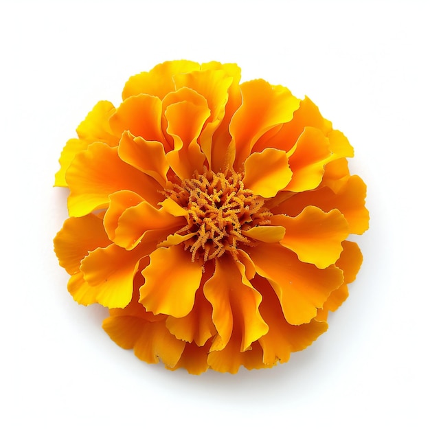La flor de caléndula naranja aislada sobre un fondo blanco Vista superior