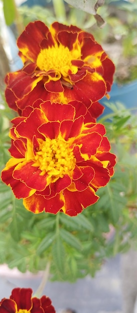 Foto flor de caléndula naranja y amarilla en un fondo natural