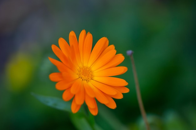 Flor de caléndula naranja brillante sobre un fondo verde en una fotografía macro de jardín de verano