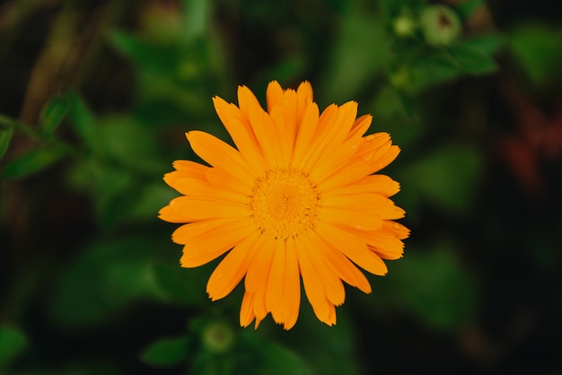 Flor de caléndula naranja con hojas