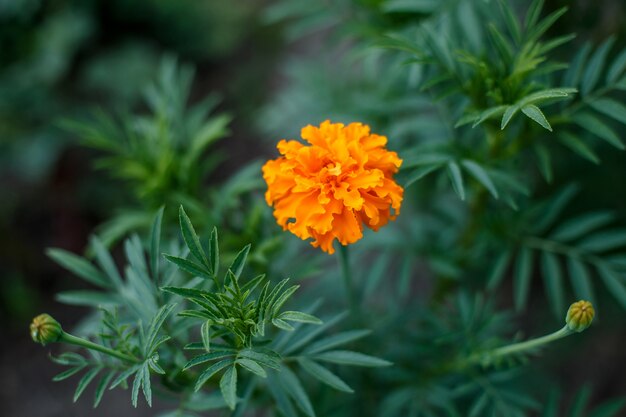 Flor de caléndula naranja en jardín