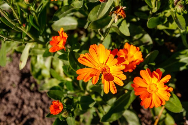 Flor de caléndula naranja en el jardín