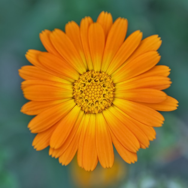 Flor de caléndula naranja