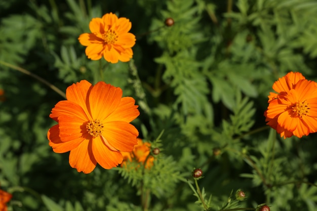 Flor de caléndula o flor de caléndula